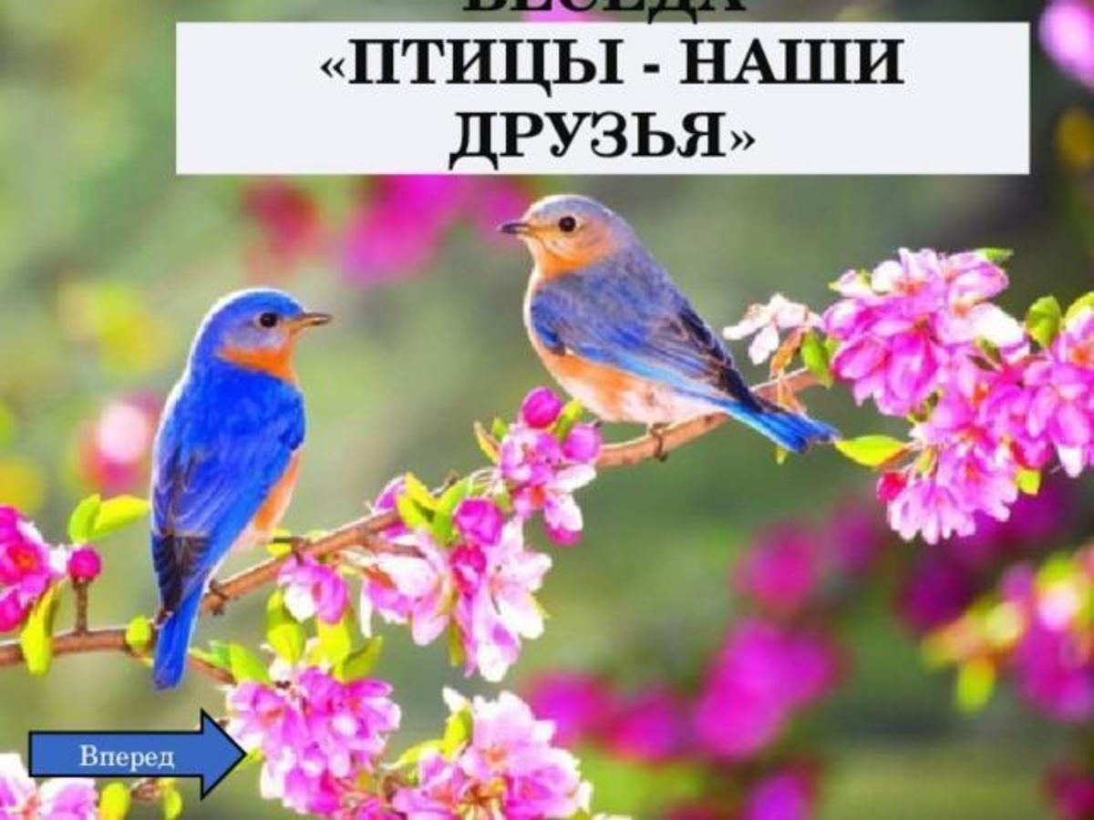 Птицы наши друзья